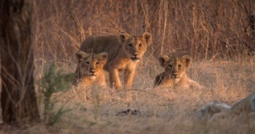 India’s Wandering Lions to premiere on Discovery Channel