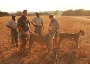 Animal Planet to air new series Lodging with Lions