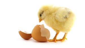 Brand attitudes: sometimes a chicken, sometimes an egg