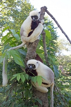 Get ready to meet your closest animal cousins