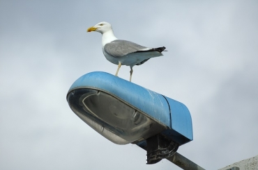 Animal Planet HD World to air Wild France