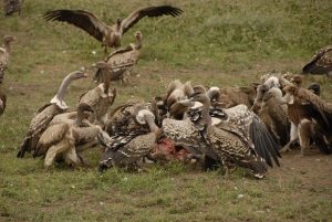 Animal Planet presents Rann Bhoomi