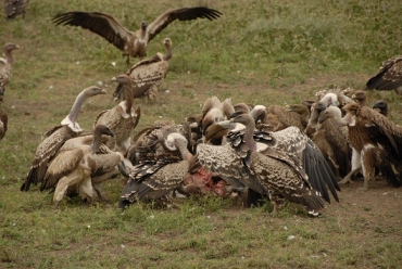 Animal Planet presents Rann Bhoomi