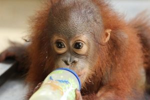Animal Planet HD World presents ‘Meet the Orangutans’