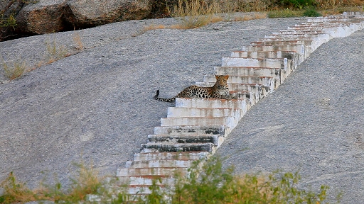 Discovery Channel to premiere Jawai: India's Leopard Hills 2 Discovery Channel to premiere Jawai: India's Leopard Hills