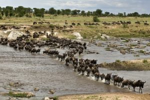 Animal Planet to air ‘Nomads of the Serengeti’