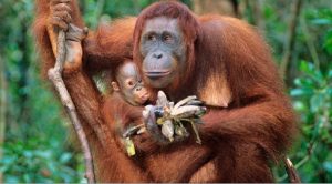 Mother’s Day Special to air on Animal Planet