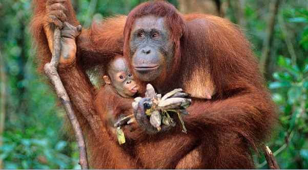 Mother’s Day Special to air on Animal Planet 2 Mother’s Day Special to air on Animal Planet