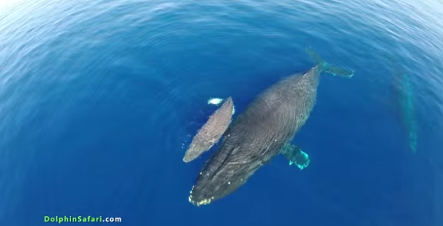 Three ways marketers can benefit from the drone revolution 4 Three ways marketers can benefit from the drone revolution