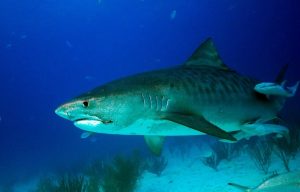 Shark Week to air on Discovery Channel