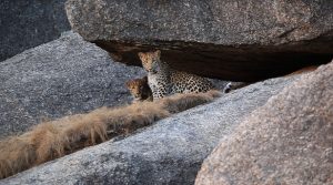 Discovery Channel’s Jawai: India’s Leopard Hills Wins at the Asian Television Academy Awards 2016