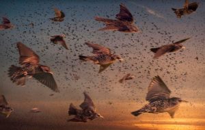 Life In The Air premiering on 3rd June, Saturday at 9 PM on Sony BBC Earth