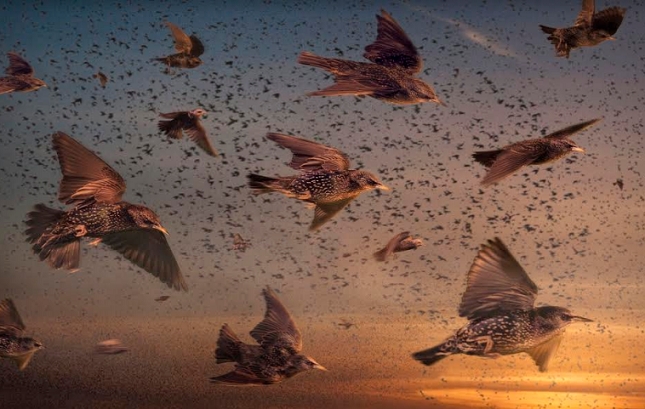 Life In The Air premiering on 3rd June, Saturday at 9 PM on Sony BBC Earth