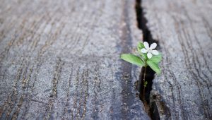 Why brands need to start different then grow strong