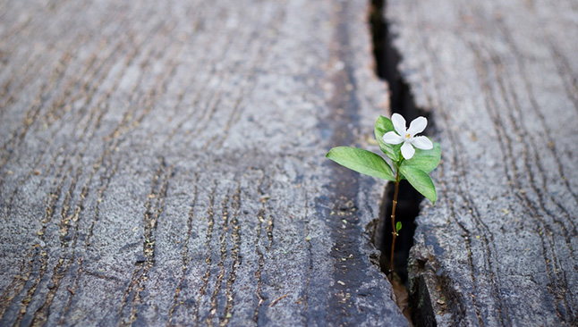 Why brands need to start different then grow strong