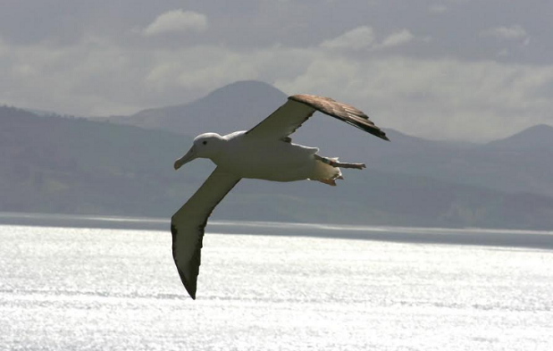 Life In The Air premiering on 3rd June, Saturday at 9 PM on Sony BBC Earth