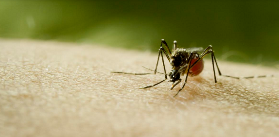 Discovery to air Global Premiere of Mosquito