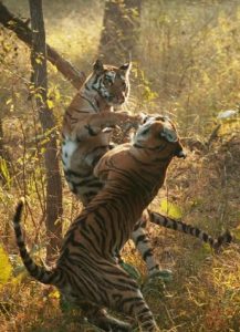 Sony BBC Earth Premieres ‘Tiger-Spy In The Jungle’ on 15th July