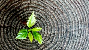 Disrupt the status quo in order to grow