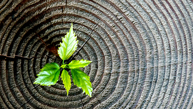 Disrupt the status quo in order to grow