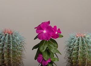 Why Difference impacts brand growth