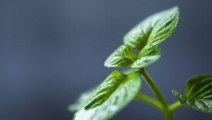 Does my brand have the potential to grow faster?