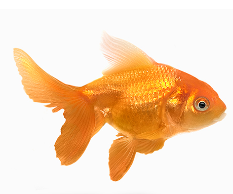 How brands can earn attention in our digital world