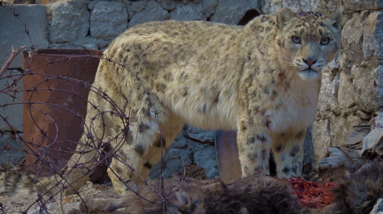 Fitness in Covid times