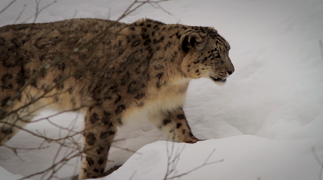 Animal Planet to air award-winning wildlife film ‘Gyamo- Queen of the mountains’