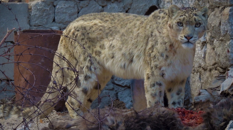 Animal Planet to air award-winning wildlife film ‘Gyamo- Queen of the mountains’