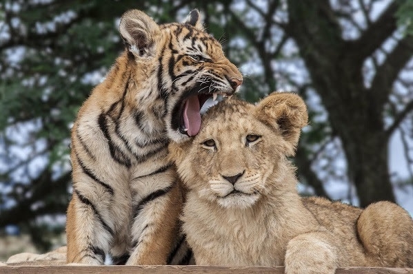 Animal Planet Joins Hands with L&T Metro Rail Hyderabad