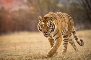 Discovery’s TIGERLAND follows people on the front lines trying to save the tiger from extinction