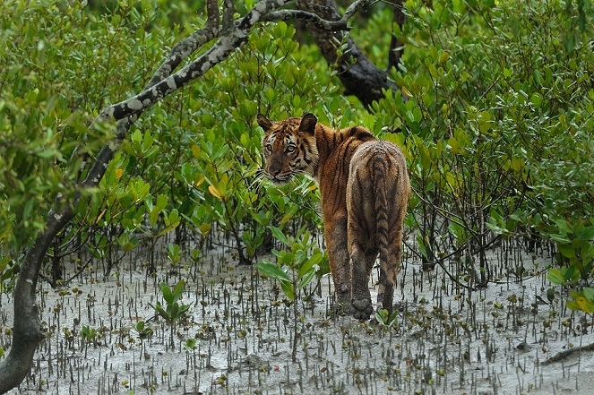 Discovery India and WWF India come together to build a sustainable future for Sundarbans