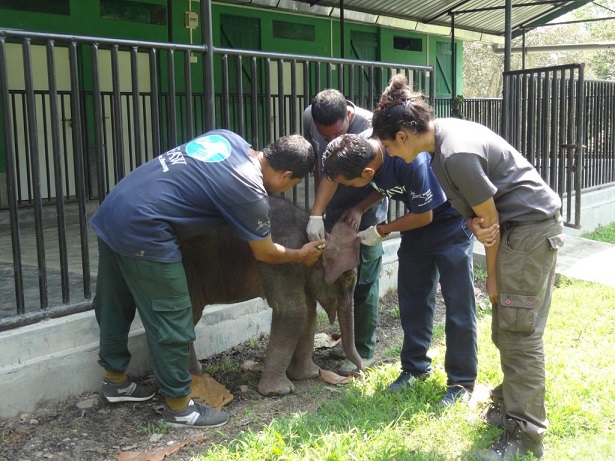 Heroes of The Wild Frontiers to premiere on Animal Planet