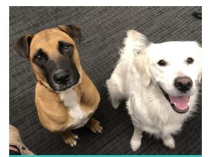 How much does Amazon love dogs?