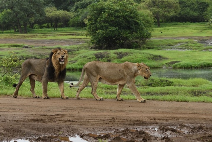 Animal Planet’s ‘The Lion Kingdom’ showcases India’s incredible fight to save the Asiatic Lions of Gir National Park