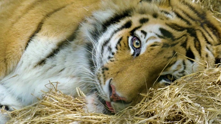 Animal Planet’s new documentary ‘The Zoo: COVID-19 and Animals’ looks at the effects of coronavirus on animals