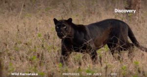 Discovery Network to premiere ‘Wild Karnataka’ on World Environment Day