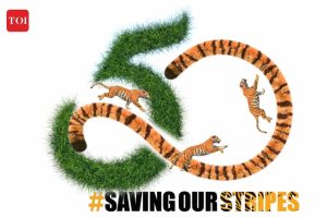 TOI's "Saving Our Stripes" Campaign Aims to Raise Awareness of Big Cat Conservation
