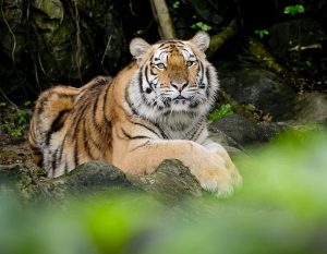 Warner Bros. Discovery Unveils 'Mission Big Cat'