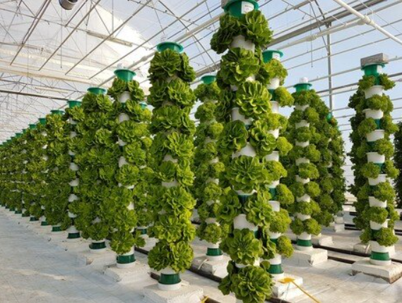 Global hydroponics market size to reach US$ 32.5 Billion by 2032